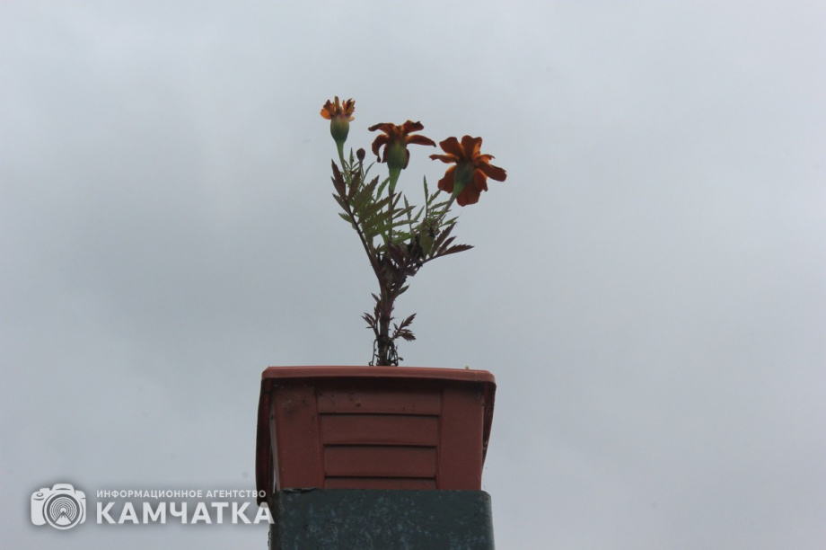 «Ах, лето»: Выставку-ярмарку цветов и овощей проведут в Петропавловске. Фото: Олеся Сурина. Фотография 4