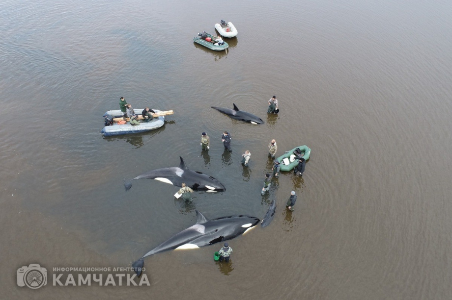 Сергей Лебедев: «Все четыре косатки живы, плавают всё ещё в лимане, воды хватает». Фото: Витязь-Авто, Александр Конев. Фотография 7