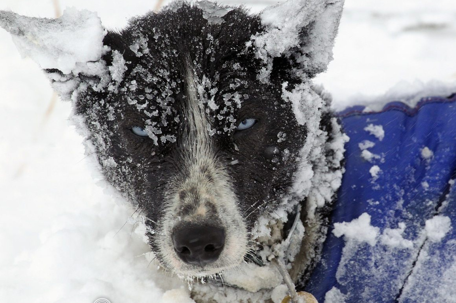  День ездовых собак: Верные друзья и символ Камчатского края (фоторепортаж). Фото: ИА "Камчатка", архив, Виктор Гуменюк. Фотография 1