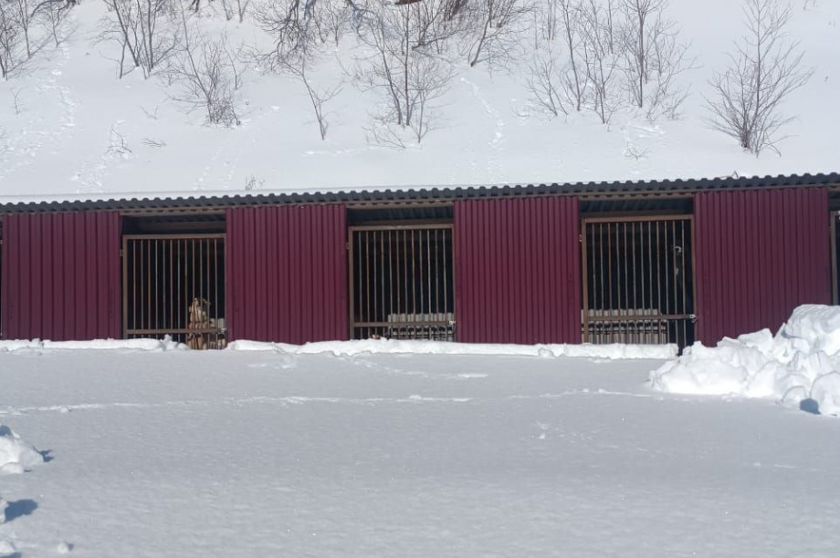 Приют для бездомных собак на Камчатке просит помощи. . Фотография 9