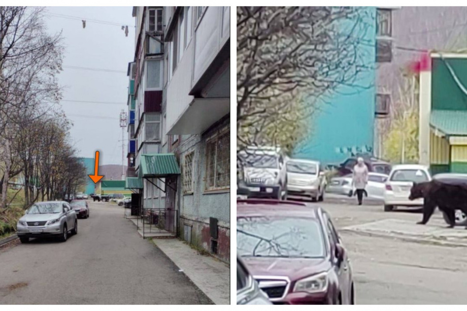 Медведь отстрелен в Петропавловске-Камчатском: ЧП на улице Кирдищева. Фото из соцсетей. Фотография 1
