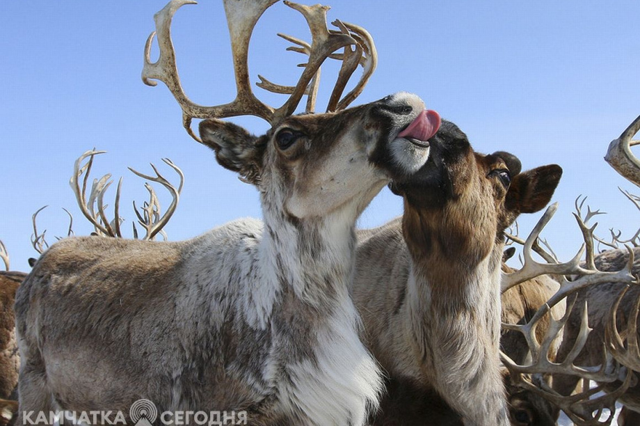 День рождения села Анавгай на Камчатке. Фотоподборка. Фото: архив/Виктор Гуменюк. Фотография 85