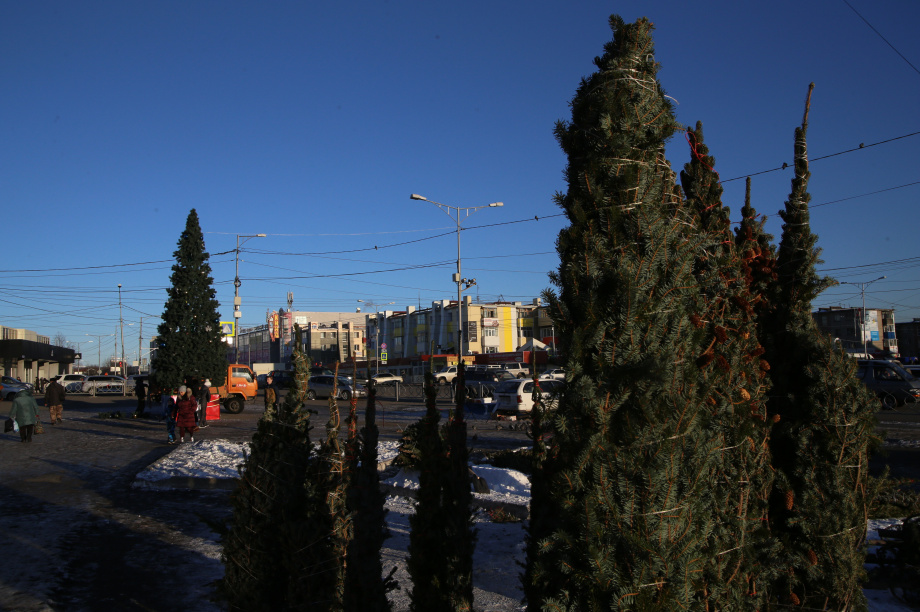  Масштабная торговля елками начнется на следующей неделе в столице Камчатки. Фото: ИА «Камчатка»/архив