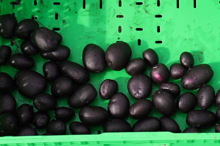 Презентацию 13 новых для Камчатки сортов картофеля провели в Елизовском районе. Фото: Виктор Гуменюк, kamgov.ru. Фотография 2