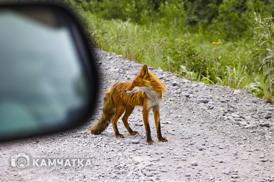Жители камчатских лесов и сопок. Фотоподборка. фото: Виктор Гуменюк. Фотография 8