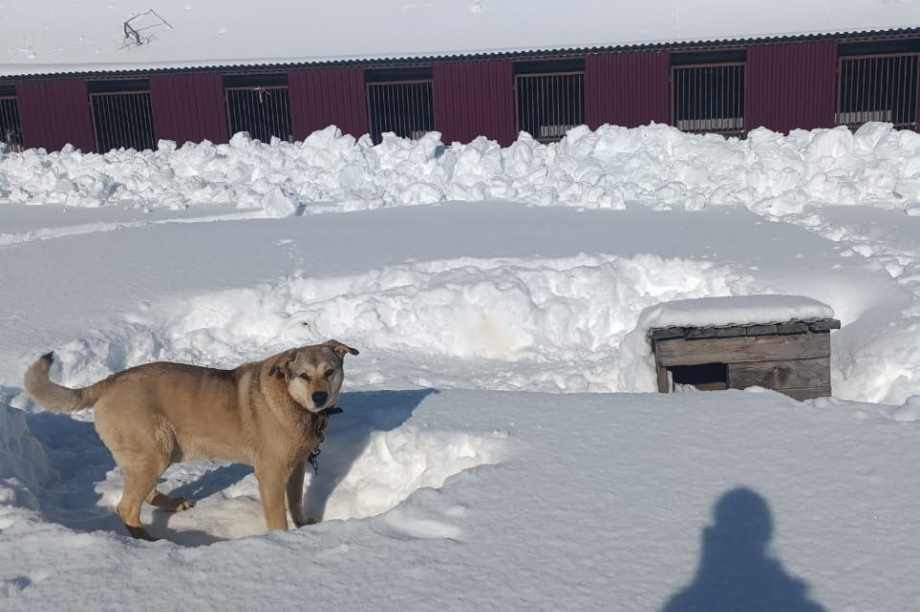 Приют для бездомных собак на Камчатке просит помощи. . Фотография 7