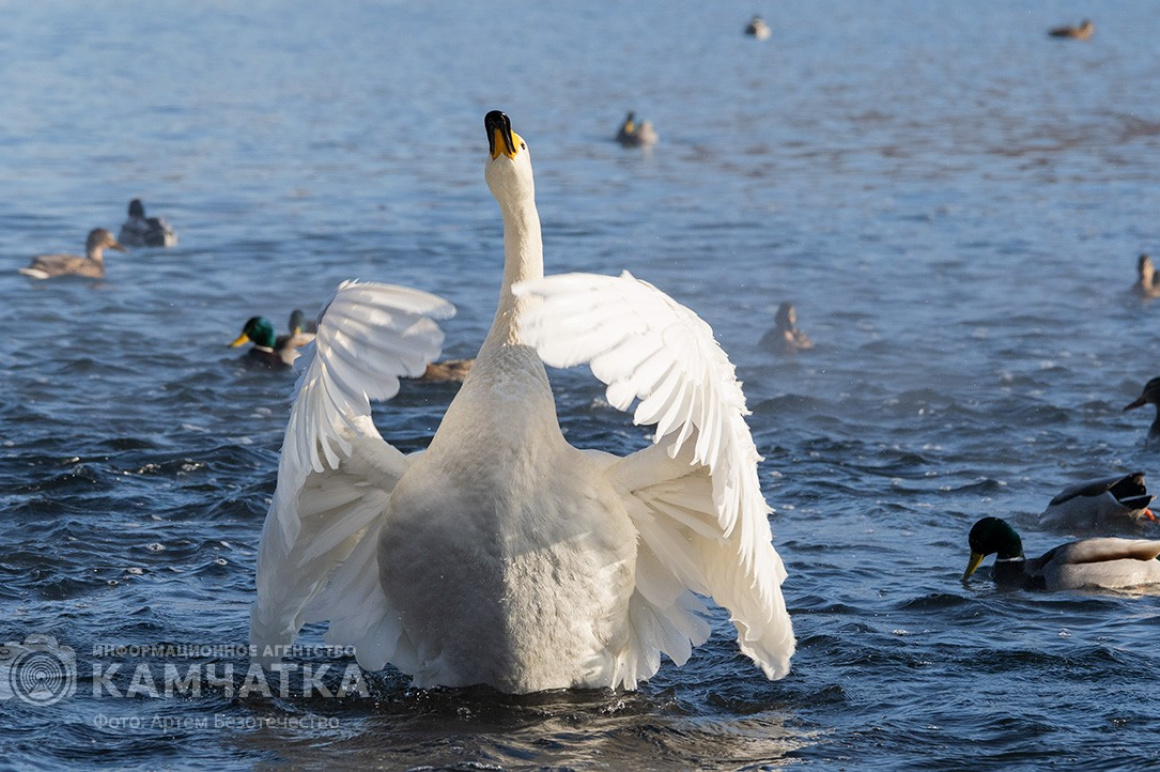 Зимовка лебедей на Камчатке. Фоторепортаж. фото: Артем Безотечество. Фотография 5