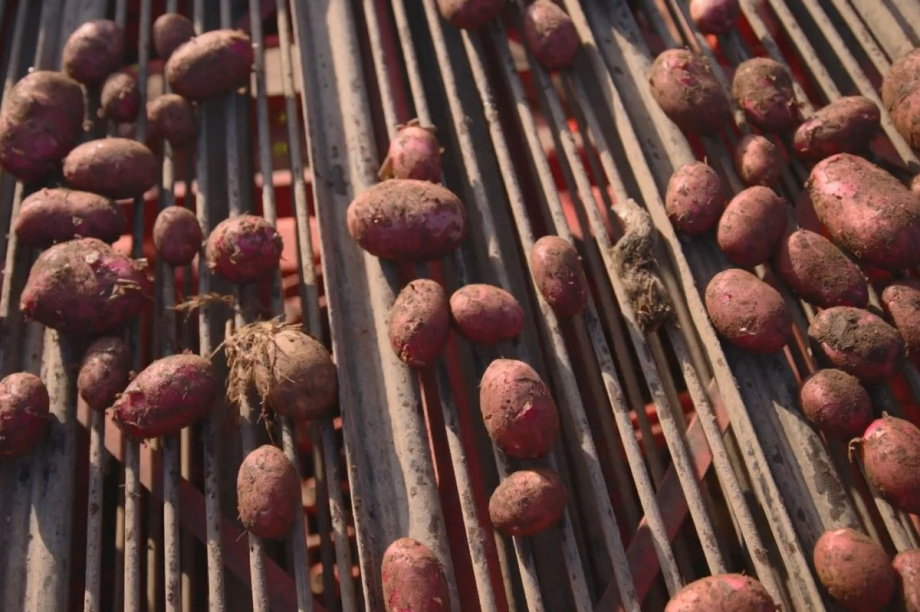 Агропромышленники Камчатки начали пробный сбор урожая картофеля. Фото: kamgov.ru. Фотография 3