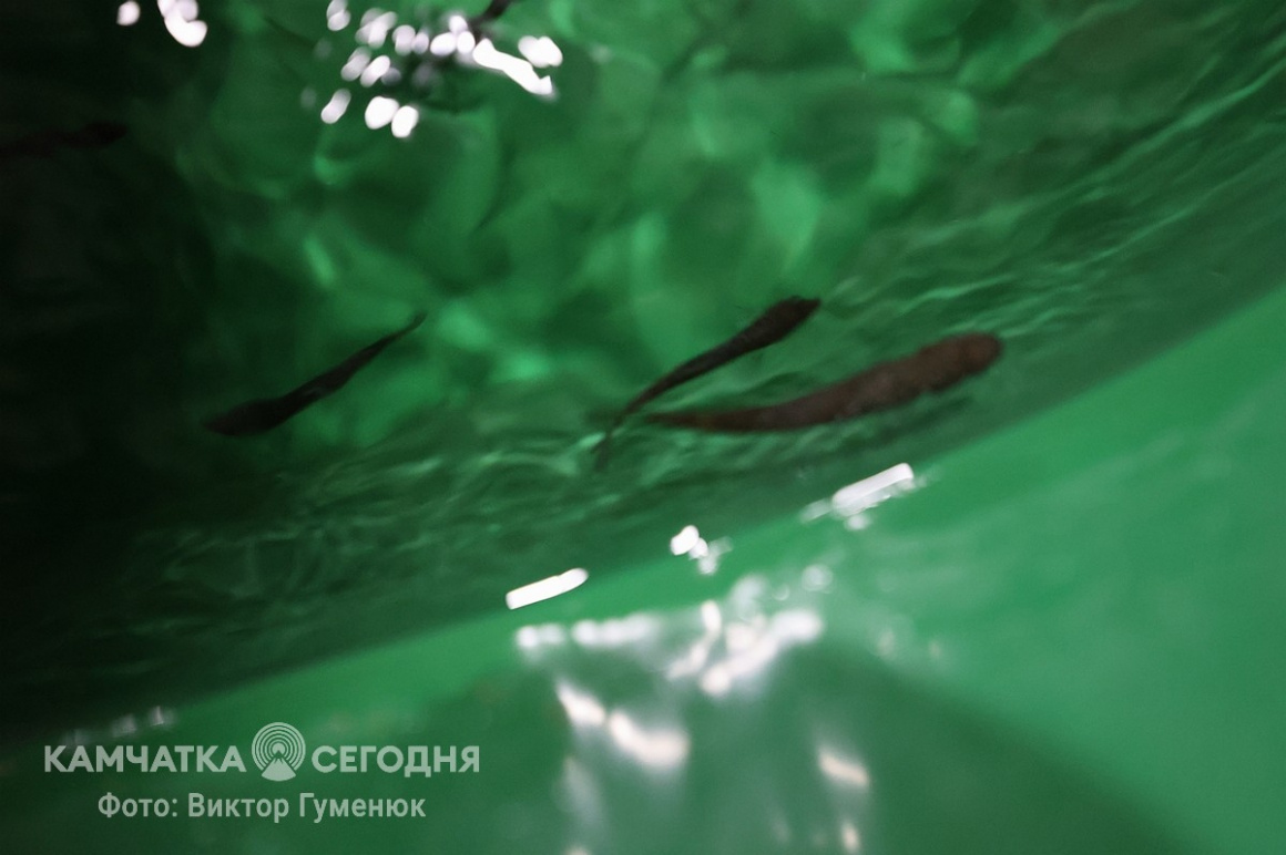 Мальков чавычи выпустили в реку Ключевку на Камчатке. Фоторепортаж. фото: Виктор Гуменюк. Фотография 27