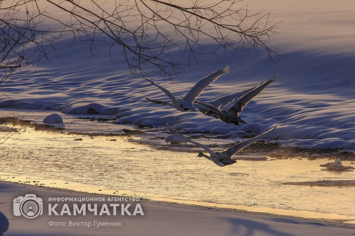 Лебеди на Камчатке. Фотоподборка. фото: Виктор Гуменюк. Фотография 5