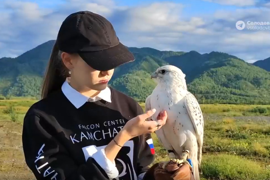 Редкие кречеты с Камчатки стали символом международной дружбы . 