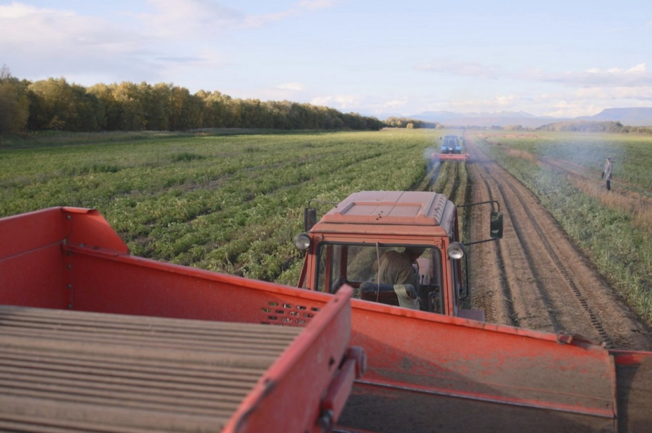 Агропромышленники Камчатки начали пробный сбор урожая картофеля. Фото: kamgov.ru. Фотография 5