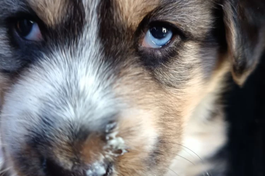 Камчатскому приюту подбросили коробку с домашними щенками. Скрин с видео приюта "Под крылом Кутха". Фотография 4