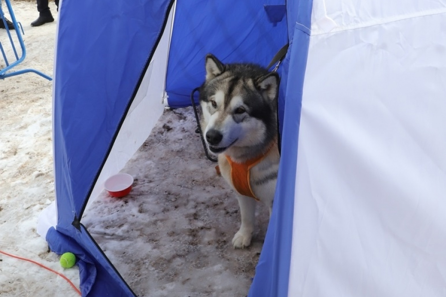 «Снежный путь – 2021». Фото: Виктор Гуменюк. Фотография 95