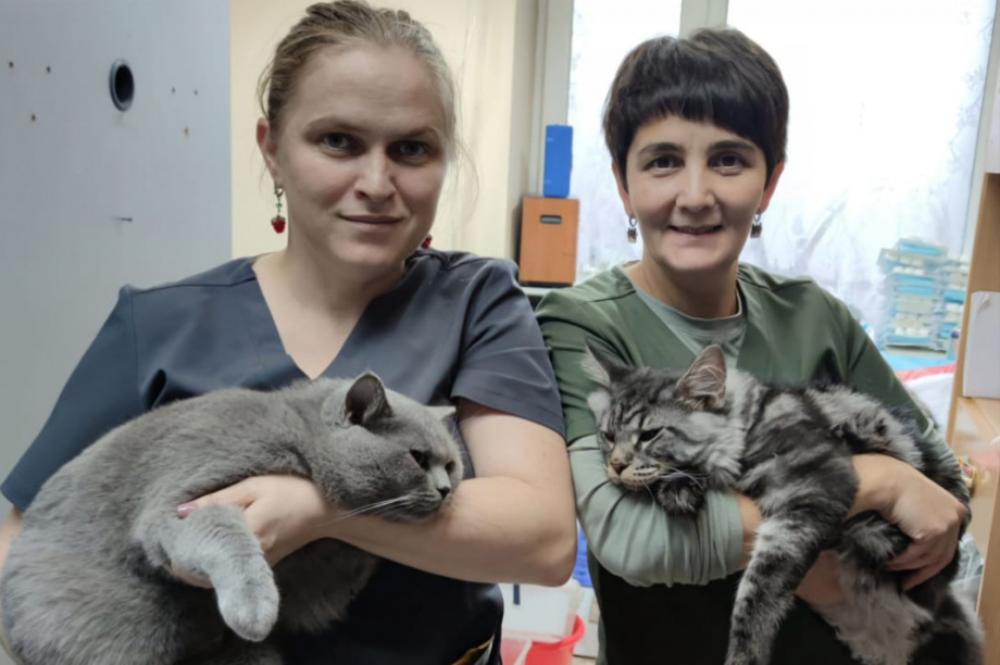 Команда «Айболитов» работала на Камчатке. Фото:тг. приют «Котофеево». Фотография 2
