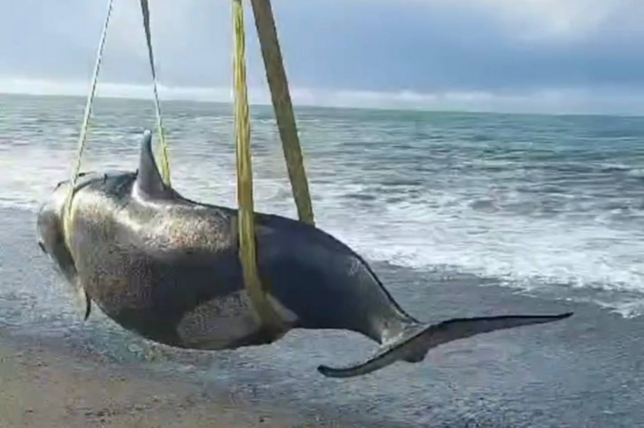 Косатку в Соболевском районе переместили ближе к морю. фото: скриншот с видео