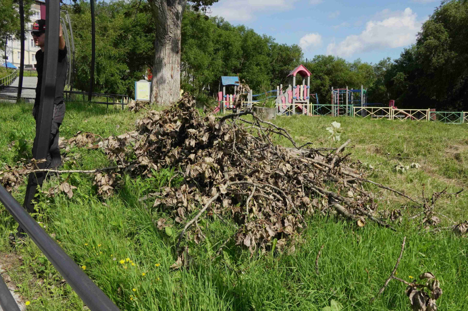 В сквере на Солнечной в Петропавловске-Камчатском убрали аварийные деревья. Фото: администрация ПКГО. Фотография 1