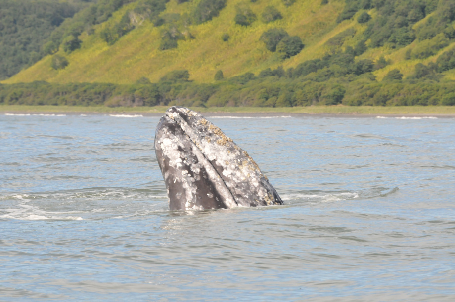 В разных частях Тихого океана серые киты питаются по-разному, хотя относятся к одному виду: учёные Кроноцкого заповедника. Фото: ИПЭЭ РАН им. А.Н. Северцова. Фотография 5