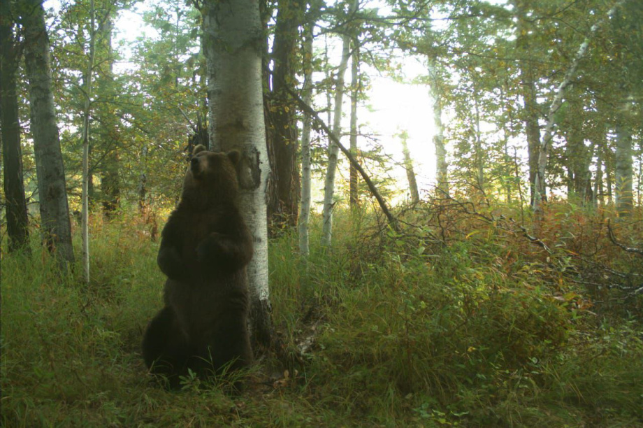 Медвежий «чат» попал на фотоловушку в Кроноцком заповеднике. Фото: телеграм-канал Кроноцкого заповедника. Кадры с фотоловушки появились благодаря государственному инспектору Кроноцкого заповедника Петру Овчинникову. Фотография 1