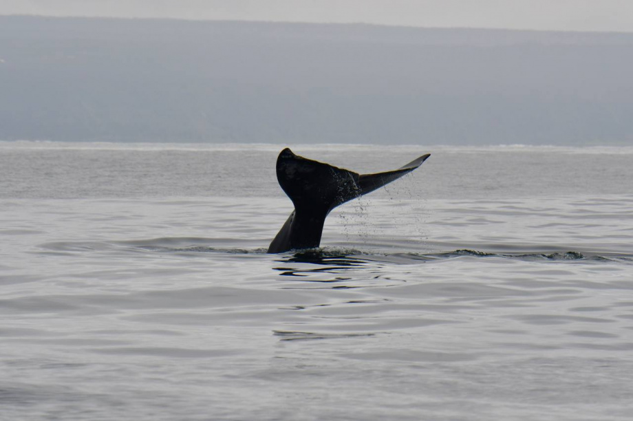 Ученые исследуют древнейших усатых китов у берегов Камчатки. Фото: Анастасия Моисеева