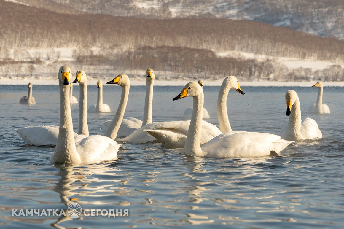 Лебеди-кликуны на Халактырском озере. Фоторепортаж . фото: Артем Безотечество. Фотография 3