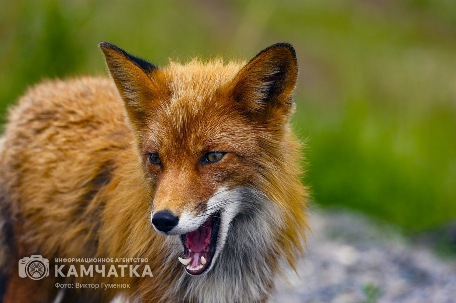 Жители камчатских лесов и сопок. Фотоподборка. фото: Виктор Гуменюк. Фотография 10