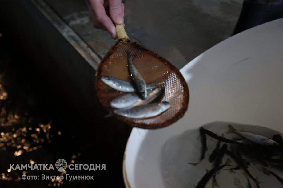 Мальков чавычи выпустили в реку Ключевку на Камчатке. Фоторепортаж. фото: Виктор Гуменюк. Фотография 5