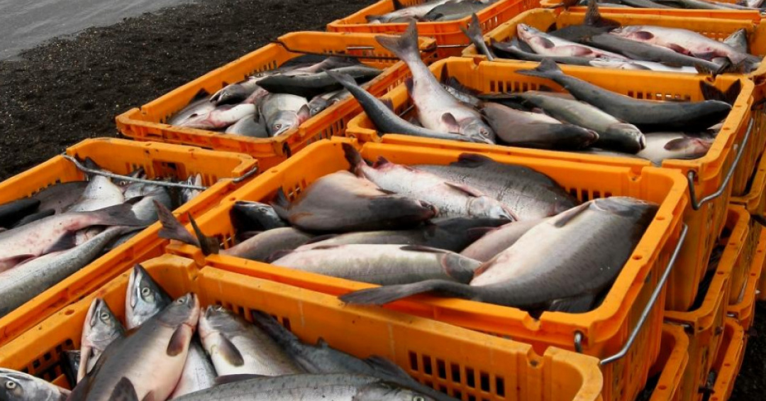 Лососевые уловы рыбаков Камчатки на 61% превысили показатели 2021 года ...