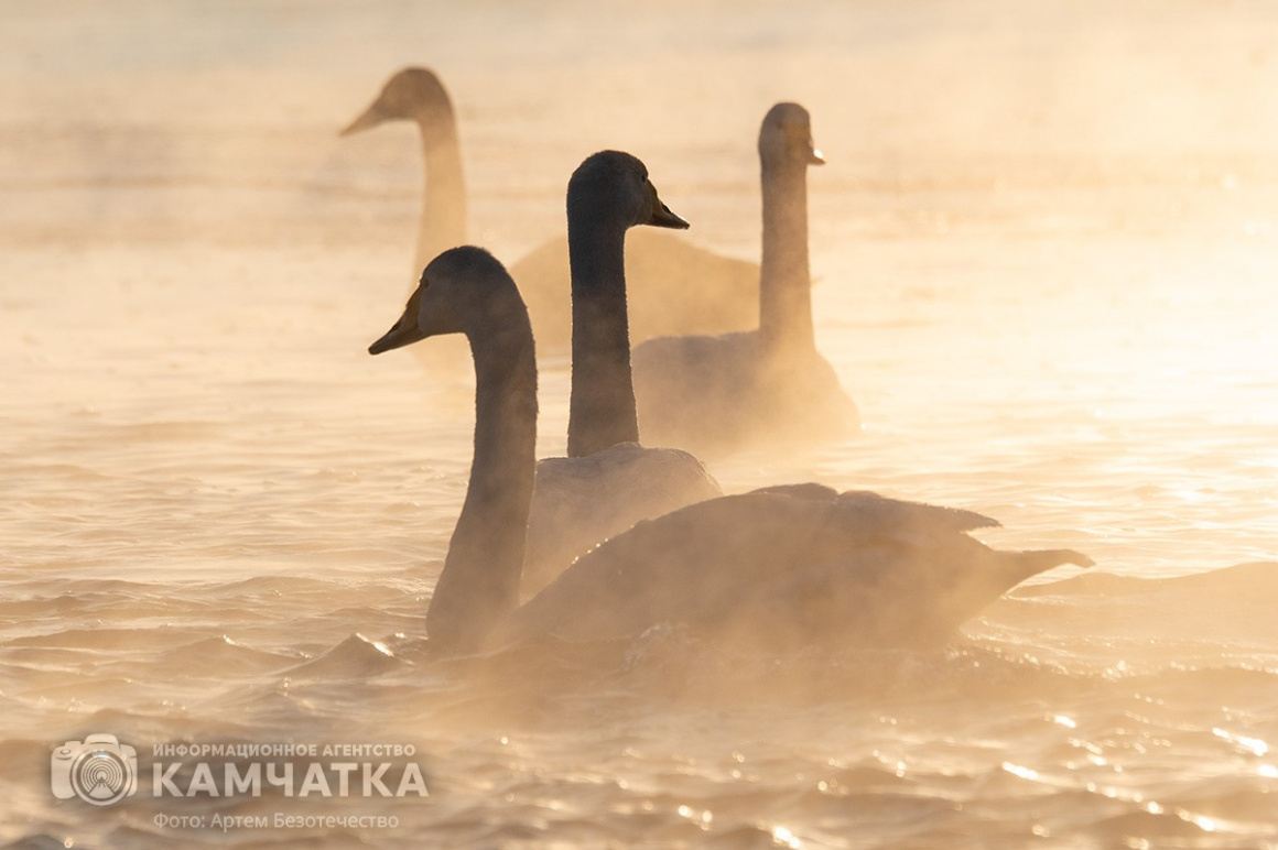 Зимовка лебедей на Камчатке. Фоторепортаж. фото: Артем Безотечество. Фотография 11