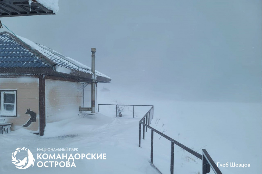 В нацпарке «Командорские острова» нашли останки вымершей морской коровы. Фото: Национальный парк "Командорские острова". Фотография 2