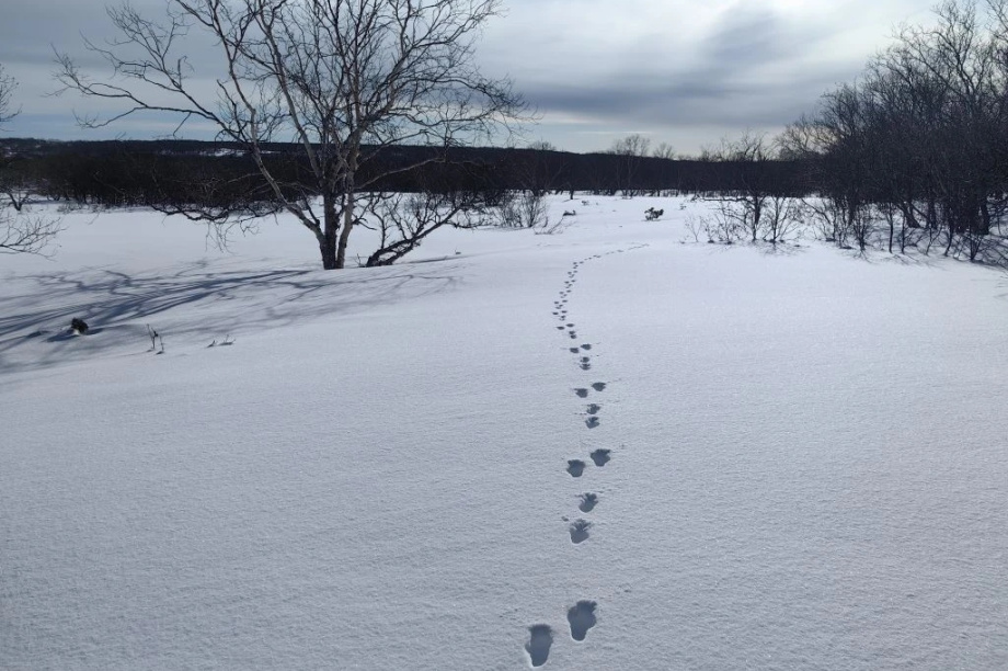 В Кроноцком заповеднике росомах стало больше, а зайцев — в 50 раз меньше. Фото: Дмитрий Балакирев, Евгения Волкова, Дмитрий Западалов. Фотография 7