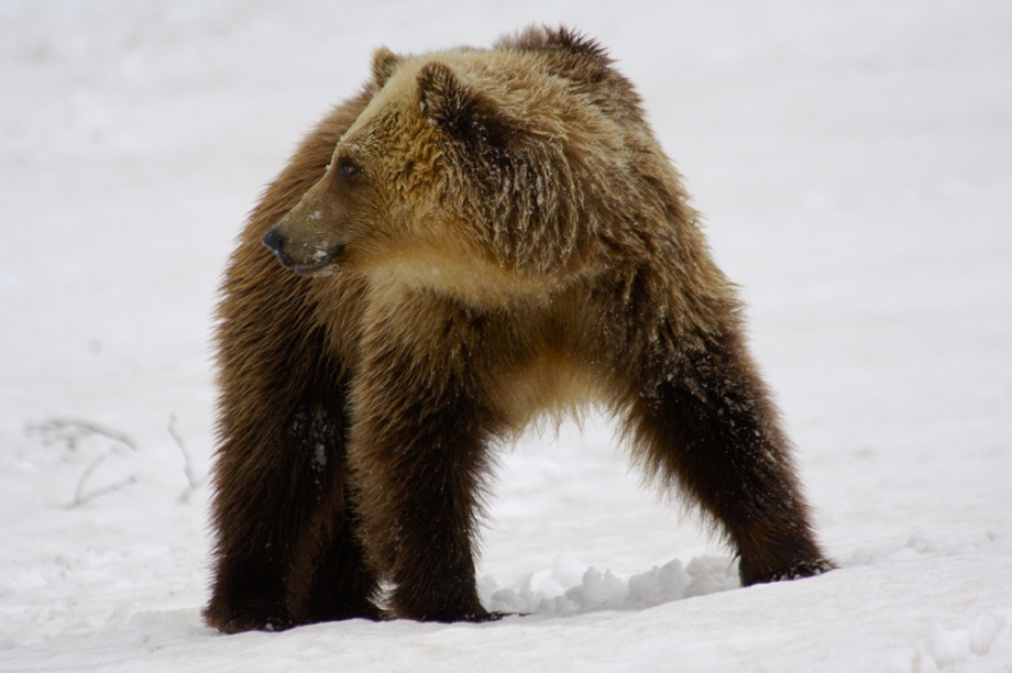 Агрессивного медведя застрелили в ходе поисков пропавшего охотника на Камчатке . Фото: Кроноцкий заповедник