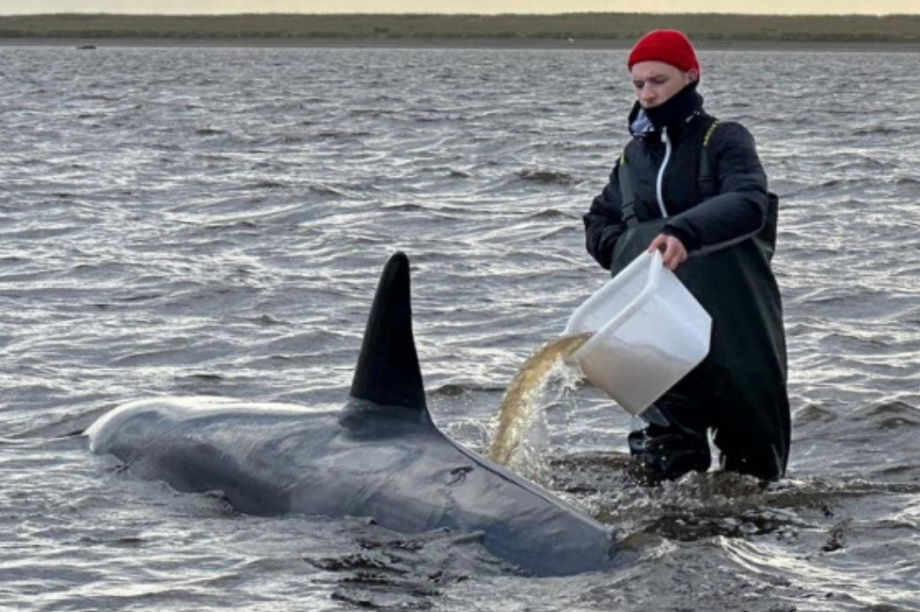 В адрес Главного управления МЧС России по Камчатскому краю поступило благодарственное письмо от фонда «Защиты китов». Фото: Витязь-Авто. Фотография 3