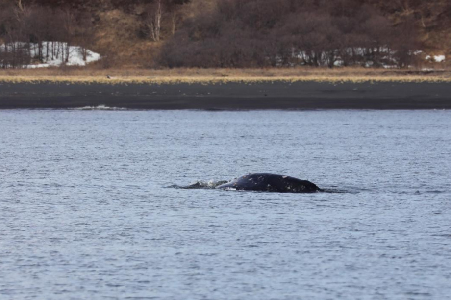 Первые в этом году серые киты вернулись к восточному побережью Камчатки. фото: Евгения Волкова/Кроноцкий. Фотография 1