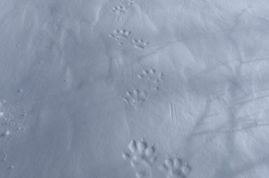В Кроноцком заповеднике росомах стало больше, а зайцев — в 50 раз меньше. Фото: Дмитрий Балакирев, Евгения Волкова, Дмитрий Западалов. Фотография 10