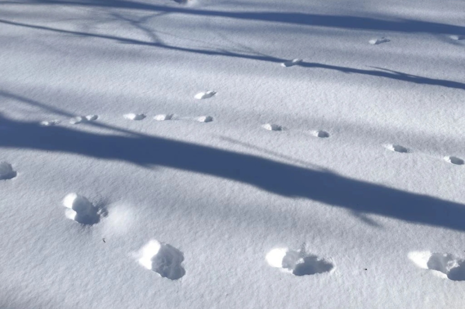 В Кроноцком заповеднике росомах стало больше, а зайцев — в 50 раз меньше. Фото: Дмитрий Балакирев, Евгения Волкова, Дмитрий Западалов. Фотография 11