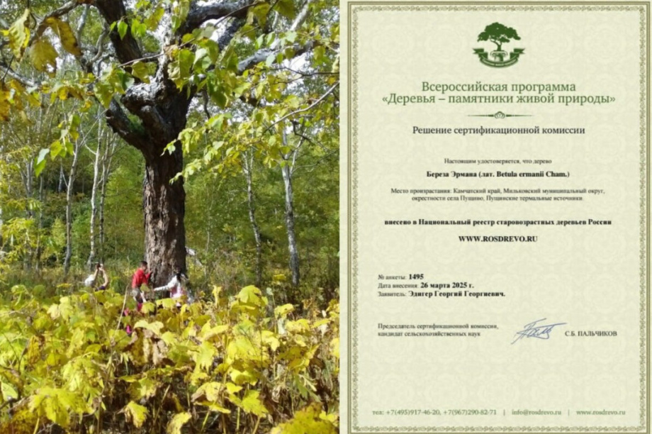 Камчатцы! Поддержим уникальную пущинскую берёзу в конкурсе «Российское дерево года». Фото: kamgov.ru. Фотография 2