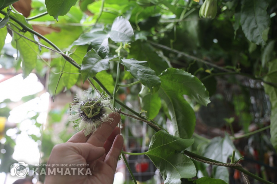 Гастрономический фестиваль «Маракуйя» впервые пройдёт на юге Камчатки. Фото: Виктор Гуменюк. Фотография 4
