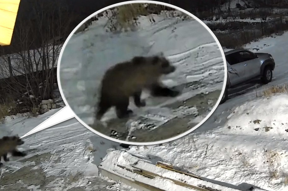  В Петропавловске замечены несколько медведей. Фото из соцсетей. Фотография 1