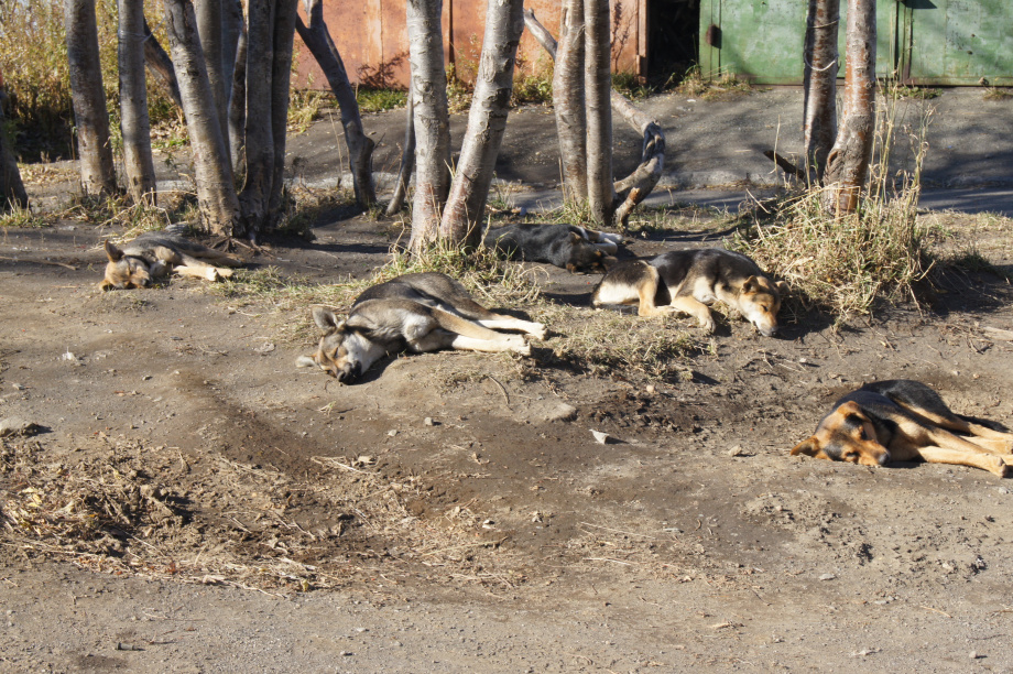 В Вилючинске на Камчатке некому ловить бездомных собак из-за увольнения сотрудников. Фото: ИА "Камчатка"\Архив