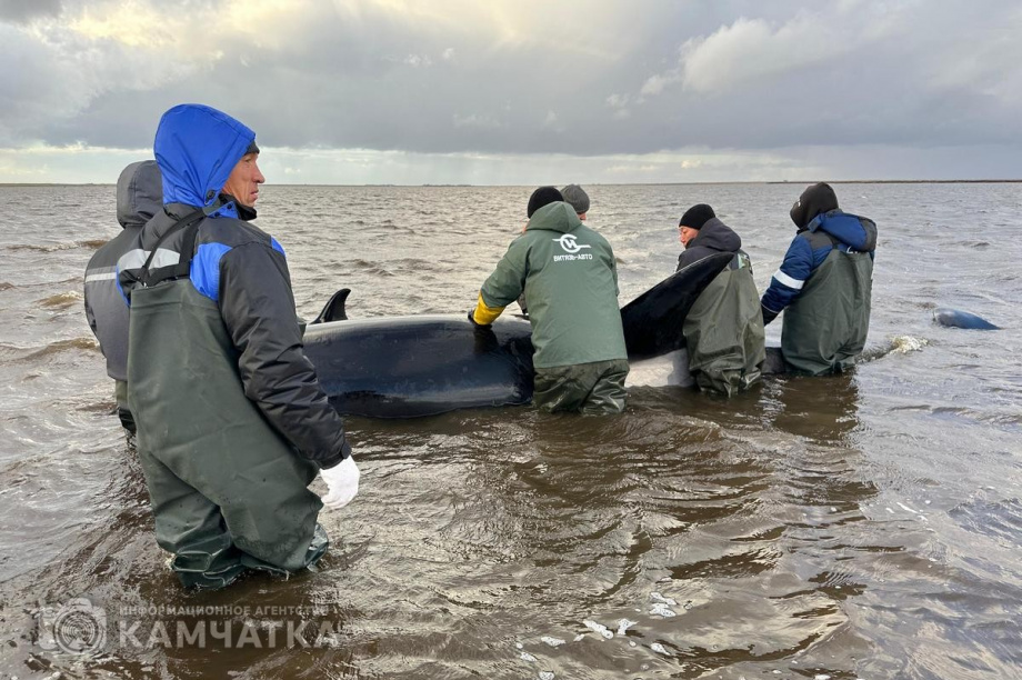 Сегодня на Камчатке продолжится операция по спасению косаток у села Устьевого. Фото: Витязь-Авто. Фотография 8