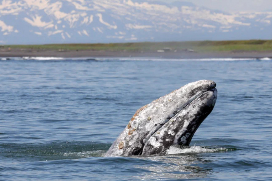 Киты и каланы продолжают наслаждаться жизнью в Кроноцком заливе. Фото: ФГБУ «Кроноцкий государственный заповедник» / Е. Волкова / Д. Балакирев. Фотография 9