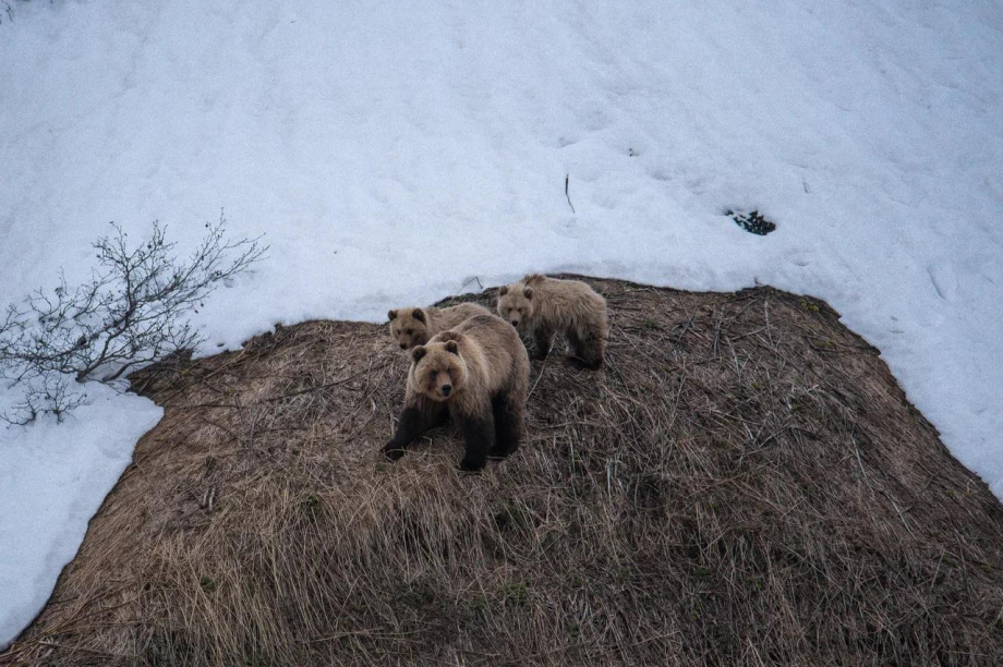 Первые медведи замечены в Паужетском поселении на Камчатке. https://t.me/VallyFromTundra. Фотография 3
