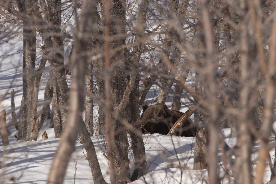 Медведь проснулся на Камчатке. фото: Кроноцкий заповедник. Фотография 2
