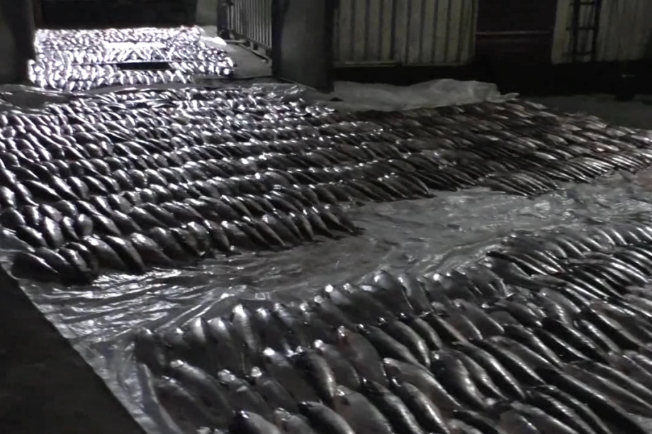Камчатский рыбзавод попался на переработке браконьерского лосося. Фото: ПУ ФСБ России по восточному арктическому району. Фотография 3