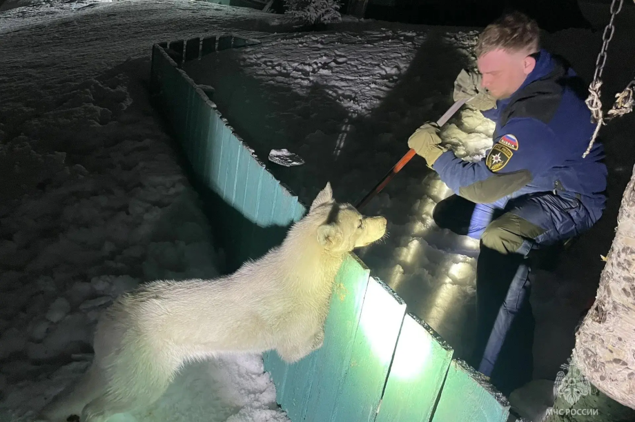 Камчатские спасатели освободили пса, застрявшего в заборе. . Фотография 5