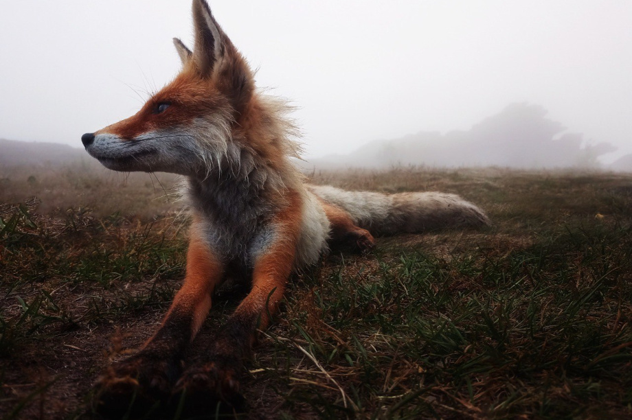 Жителей Камчатки приглашают на конкурс «Самая красивая страна». Фото: Русское географическое общество. Фотография 1