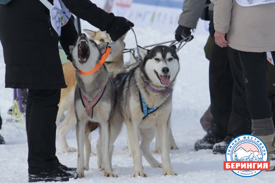 «Дюлин-2021». Фото: Виктор Гуменюк. Фотография 70