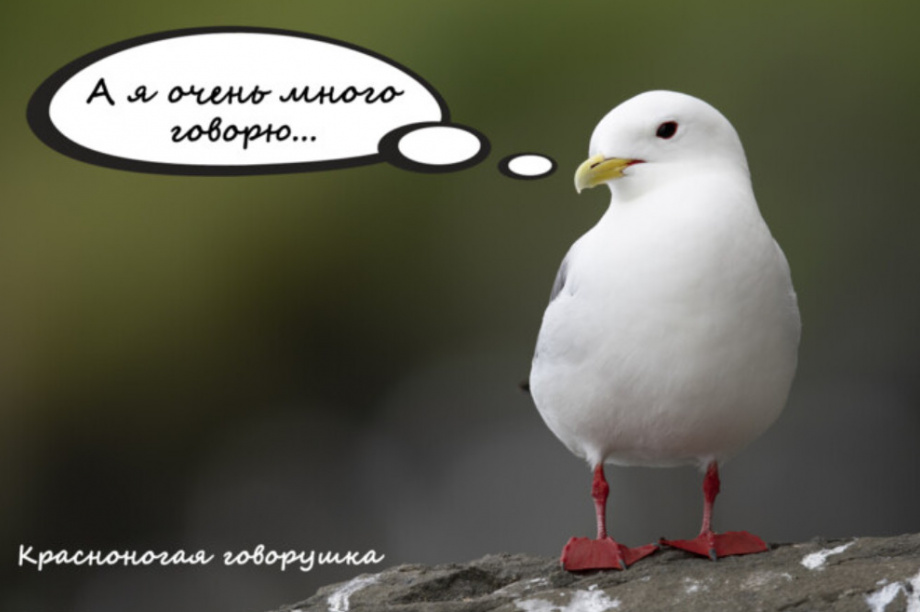 Успешно завершен проект по сбору средств на издание книги «Птицы Камчатки и Командорских островов» для детей — парк Вулканы Камчатки. Фото: planeta.ru. Фотография 3