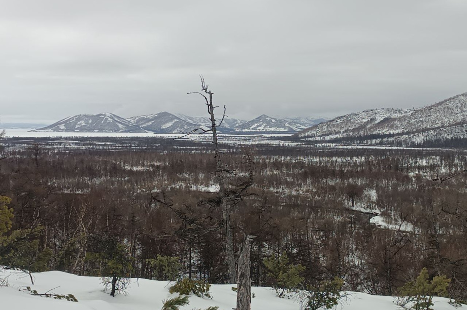 В Кроноцком заповеднике росомах стало больше, а зайцев — в 50 раз меньше. Фото: Дмитрий Балакирев, Евгения Волкова, Дмитрий Западалов. Фотография 3